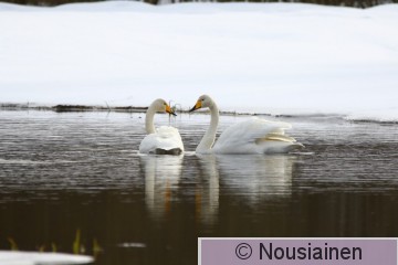 Laulujoutsen3a KS m21.jpg