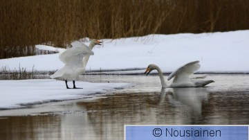 Laulujoutsen3h KS m21.jpg