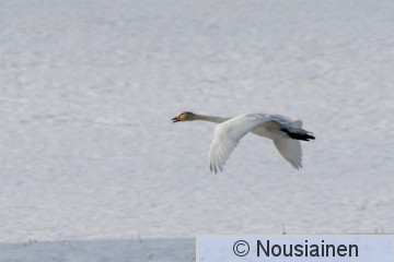 Laulujoutsen4f AV m21.jpg