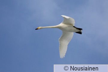 Laulujoutsen5d KS m21.jpg