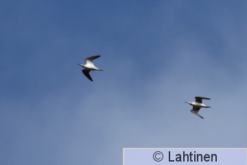 IMG_2267 k.jpg
