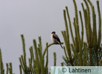 IMG_4848 k.jpg
