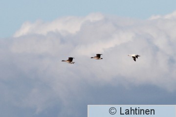IMG_1562 k.jpg