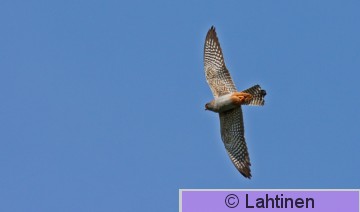 IMG_4257 k4.jpg