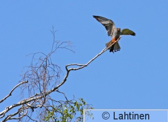 IMG_4428 k2.jpg