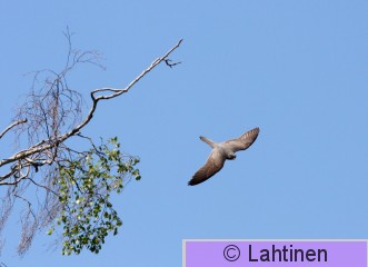 IMG_4429 k.jpg