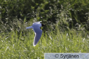 IMG_0404_2_2.JPG