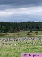 Valkoposket.jpg