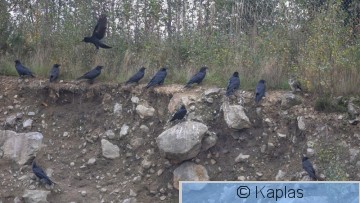 Corrax_167_21.jpg