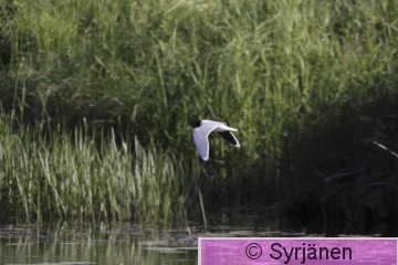 IMG_0452_2_2.JPG