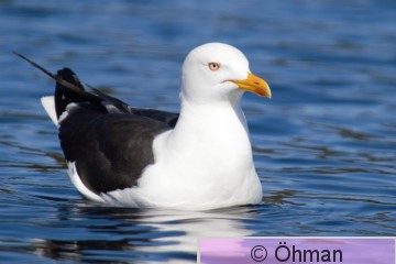 DSC_0963-1-1.jpg
