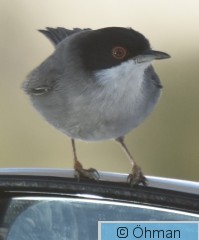 Sam 1.jpg
