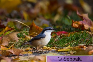 pahkinanakkeli_Tampere210927_iso.jpg