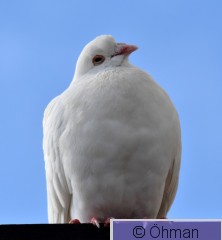 DSC_4477_edited-1.JPG