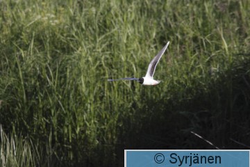 IMG_0463_2_2.JPG