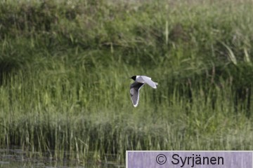 IMG_0465_2_2.JPG