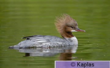 Mermer_082_21.jpg