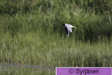 IMG_0467_2_2.JPG