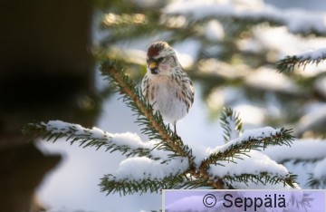 urpiainen_Kuru220222_iso.jpg