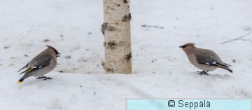 tilhet_Kuru220309_iso.jpg