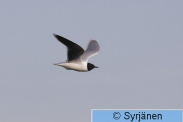 IMG_1037_2_2.JPG