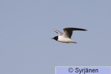 IMG_1094_2_2.JPG