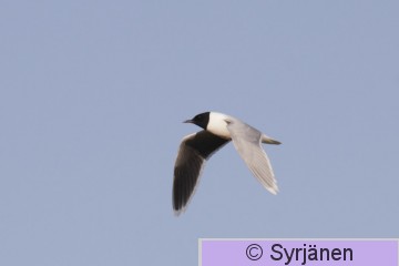IMG_1095_2_2.JPG