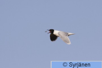IMG_1101_2_2.JPG