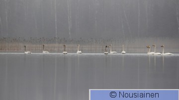 Laulujoutsen1a RS h14.jpg