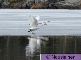 Laulujoutsen6d RS huhti15.jpg
