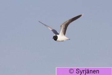IMG_1229_2_2.JPG
