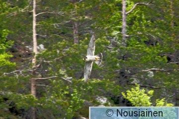 Muuttohaukka2i Ruka kesä16.jpg