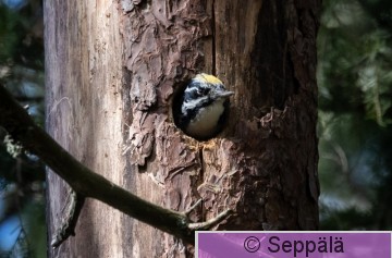 pohjantikka_koiras_Kuru220518_iso.jpg