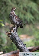 pyy_Kuru220630_iso2.jpg