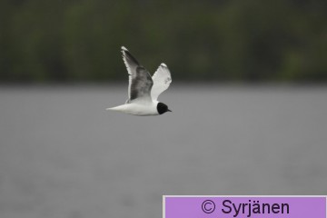 IMG_5497_2_2.JPG