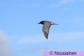 Mustatiira1a EJ k22.jpg