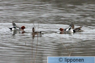 haapanat_IMG_9499cP.jpg