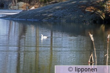 uivelo_IMG_9581cP.jpg