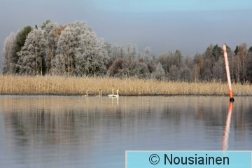 Laulujoutsen5d loka14.jpg