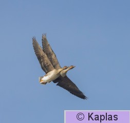Ansfab_018_22-1.jpg