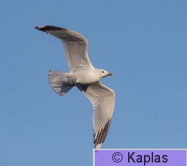 Larcan_012_22-1.jpg