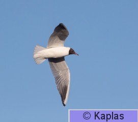 Larrid_050_22-1.jpg