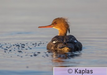 Merser_005_22-1.jpg