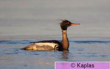 Merser_007_22-1.jpg