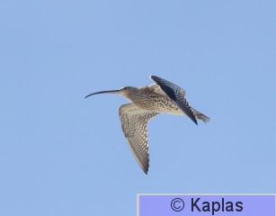 Numarq_005_22-1.jpg