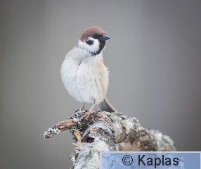 Pasmon_034_22-1.jpg