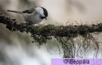 hömötiainen_Kuru221127_iso.jpg