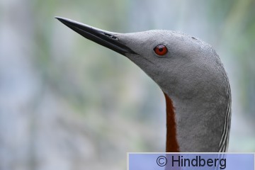 Gavste22072009_EH.jpg