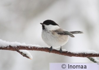 IMG_2224.JPG