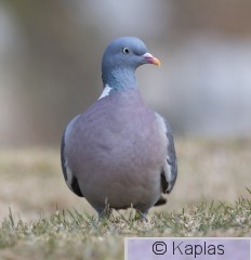 Colpal_027_22-1.jpg